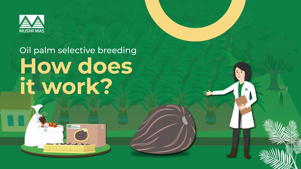 Musim Mas Group tweet media