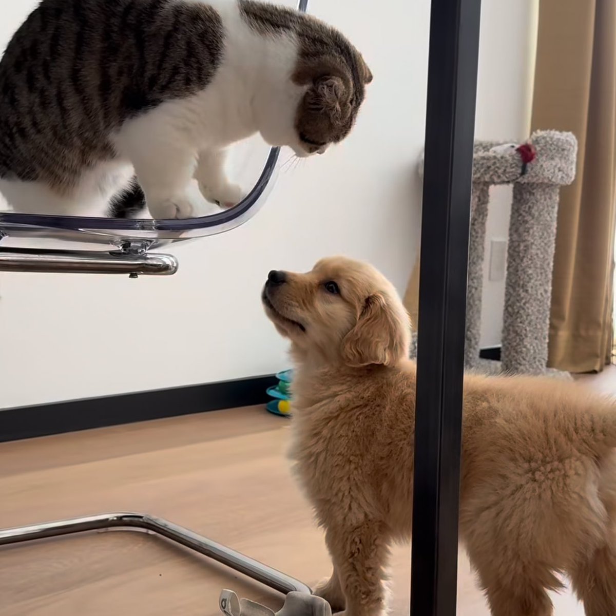 takemybear's tweet image. มองหน้าอยากมีเรื่องหรืออยากมีแฟน คั้บ ?