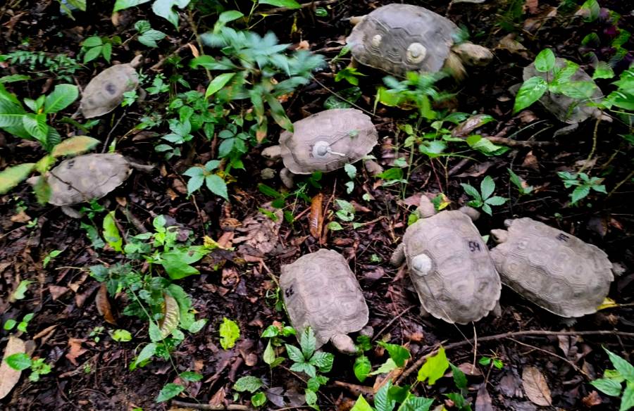 Ten captive-bred Asian Giant Tortoises were released into a protected reserve in Nagaland’s Peren district, marking a key milestone in conservation efforts for the critically endangered species.
Read more:
easternmirrornagaland.com/asian-giant-to…