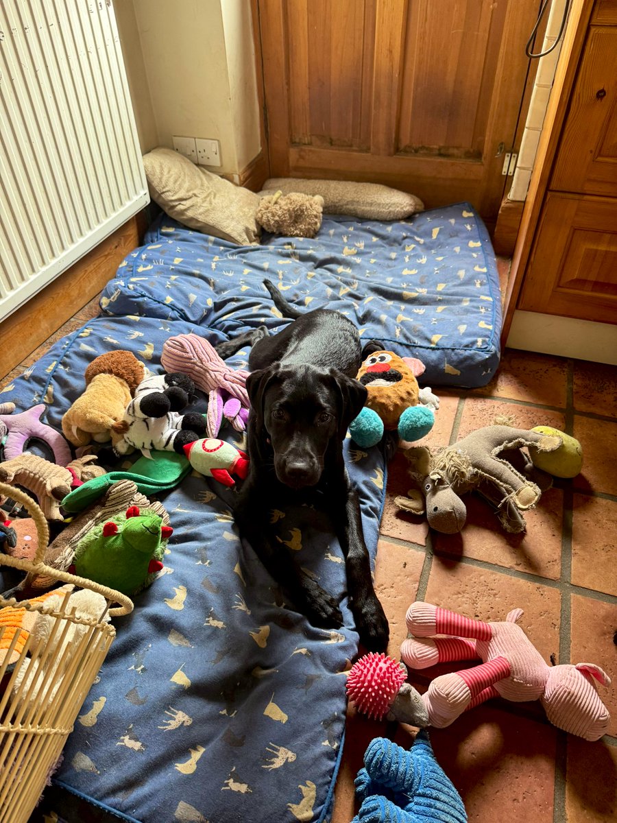 MaggiePup has dug deep and got to the bottom of the toy basket 🧸🫎🐴🦁🐷!