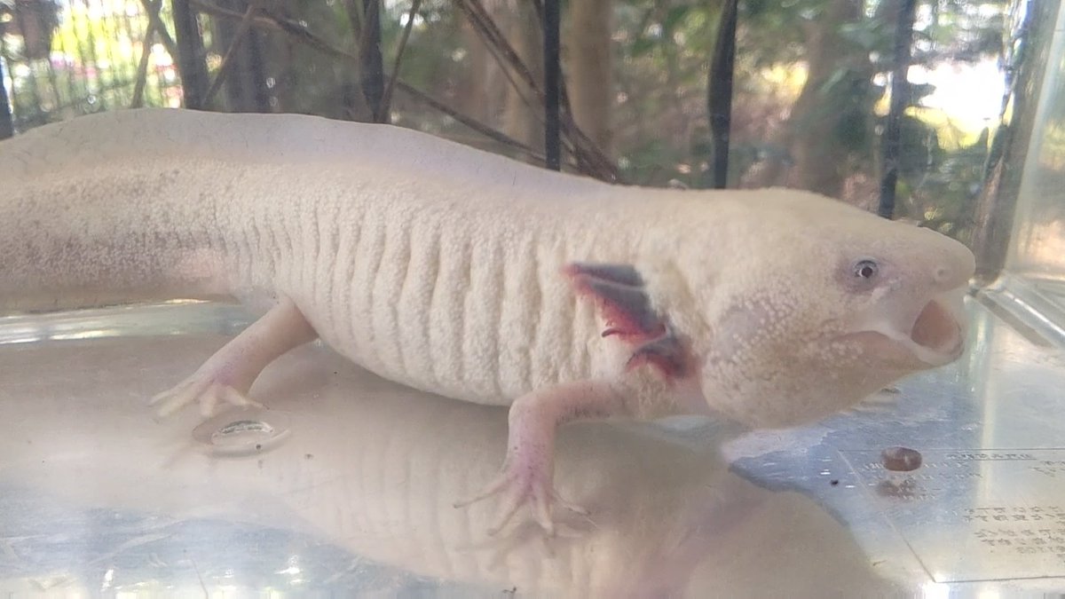 クリスマス☆ウーパールーパー mqdefault.jpg