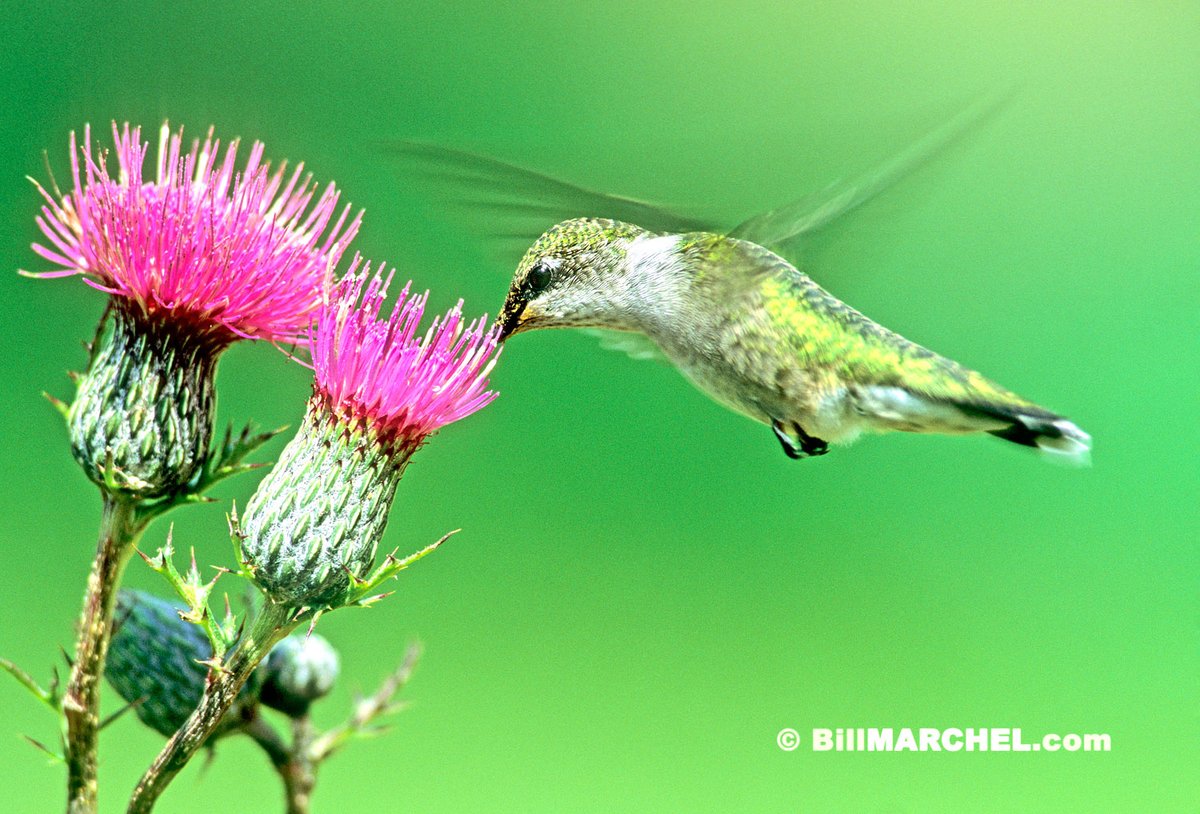 Do you realize the length of daylight tomorrow in central Minnesota will be roughly two minutes and forty seconds shorter than today? Thus, early migrating birds - like this Ruby-throated Hummingbird -  are already building up fat reserves for the trip south.