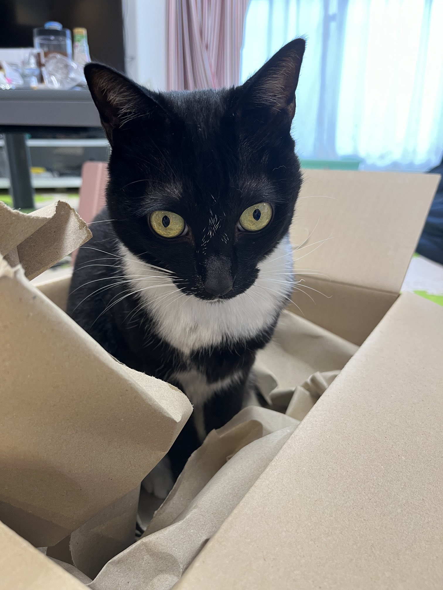 猫田さま　ページ Amazon.co.jp: 猫の最期 ほんじつのトムさん1 The end of the