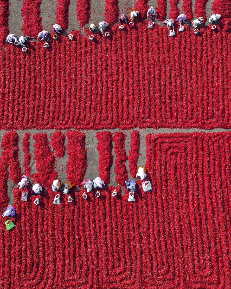 Rakesh Pulapa (@rakesh_pulapa) on Twitter photo Exactly 4 years ago this August, I sold my Genesis NFT.
Carpet of Red Chillies found a home with an amazing anonymous collector. That moment turned uncertainty into belief, that I could truly thrive in Web3 as a photographer.
Grateful to <a href="/SportsCheetah/">Preston Johnson</a> for starting the bid back Exactly 4 years ago this August, I sold my Genesis NFT.
Carpet of Red Chillies found a home with an amazing anonymous collector. That moment turned uncertainty into belief, that I could truly thrive in Web3 as a photographer.
Grateful to <a href="/SportsCheetah/">Preston Johnson</a> for starting the bid back