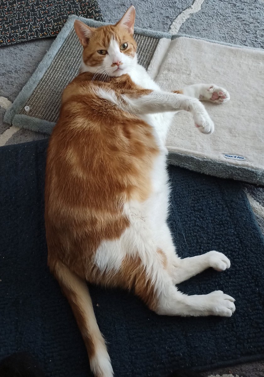 🌊😺Flo and Brigadier Sammy😺🌊 (@aurora3s) on Twitter photo #ZSHQ <a href="/catsrule0/">Marie Choo Choo, married to Chalky</a> <a href="/dora_nlk/">Dora K</a> <a href="/parham1961/">jackie parham</a> <a href="/LBisaillon/">Chowsie</a> @bloomNight2 <a href="/marisbellamy1/">Maris Bellamy</a> <a href="/Vanessaandcats1/">Vanessa Taylor</a> <a href="/GailCarangelo/">Gail K. Carangelo</a> <a href="/MauSupercat/">House of Mau</a> <a href="/Palmolive_S_Pan/">Palmolive</a> <a href="/JennyNicholas4/">Jenny,Saffy,Tigger,Fizbo an Twerp da Canary</a> <a href="/Lindsayph6/">Lindsayph</a>
<a href="/AviwhiteGSD/">Avilovesdogsandcats❤️</a>
Hey what you looking at Mom? You want to fight? 🤗🙀🤣🤪 #ZSHQ <a href="/catsrule0/">Marie Choo Choo, married to Chalky</a> <a href="/dora_nlk/">Dora K</a> <a href="/parham1961/">jackie parham</a> <a href="/LBisaillon/">Chowsie</a> @bloomNight2 <a href="/marisbellamy1/">Maris Bellamy</a> <a href="/Vanessaandcats1/">Vanessa Taylor</a> <a href="/GailCarangelo/">Gail K. Carangelo</a> <a href="/MauSupercat/">House of Mau</a> <a href="/Palmolive_S_Pan/">Palmolive</a> <a href="/JennyNicholas4/">Jenny,Saffy,Tigger,Fizbo an Twerp da Canary</a> <a href="/Lindsayph6/">Lindsayph</a>
<a href="/AviwhiteGSD/">Avilovesdogsandcats❤️</a>
Hey what you looking at Mom? You want to fight? 🤗🙀🤣🤪