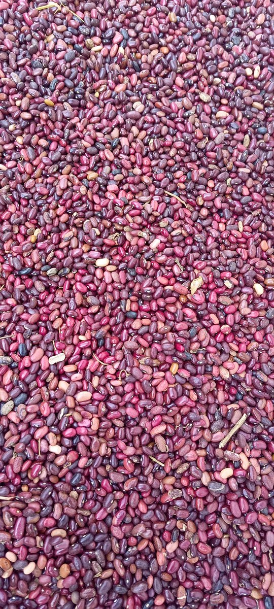 🥗💪 Beans are an excellent source of plant protein, making them a fantastic alternative to meat. They help build and repair tissues while keeping your heart healthy. Plus, they’re low in fat! #HealthyEating #PlantBased