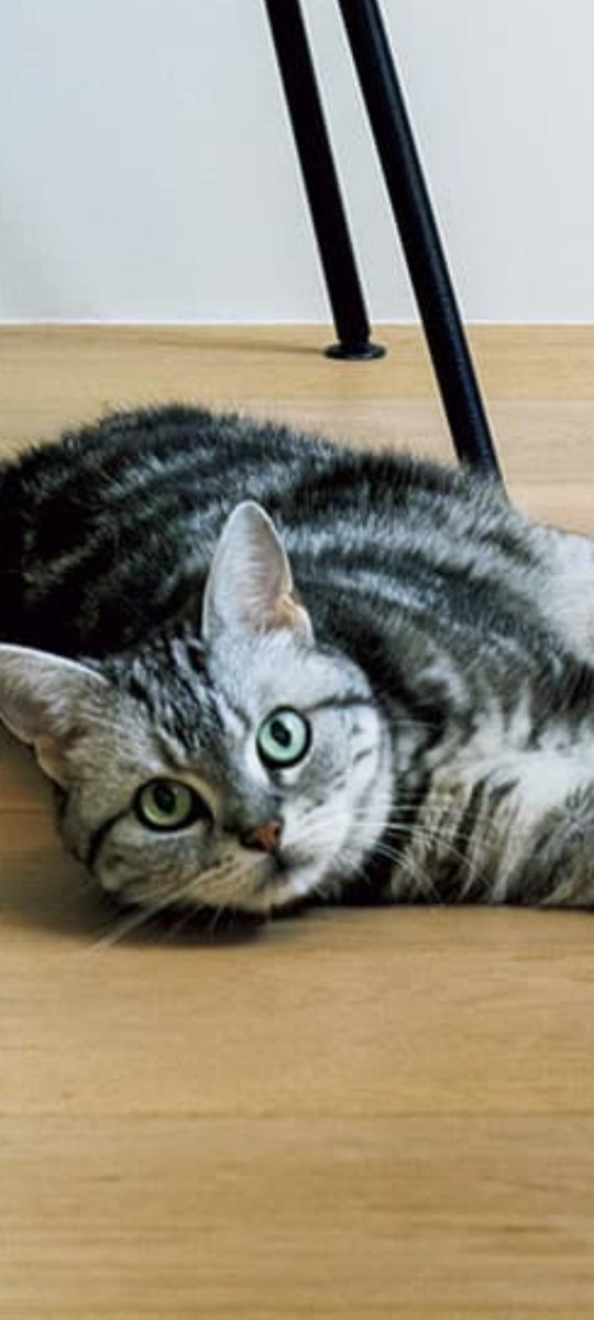 仕事帰りに知人宅に遊びに行って😺ちゃんと戯れてきました👋😊
今日は、もう ねる〜🤧🖐️😪