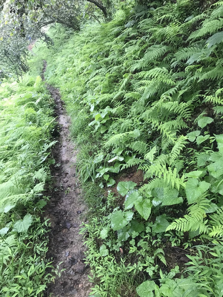 Ormana giden patika yol.