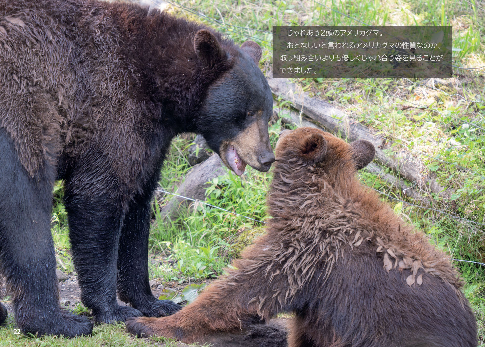 のぶクマ🐻羆と香辛料🐻C106 日曜日 東6 “ク”－37b (@kumar0001