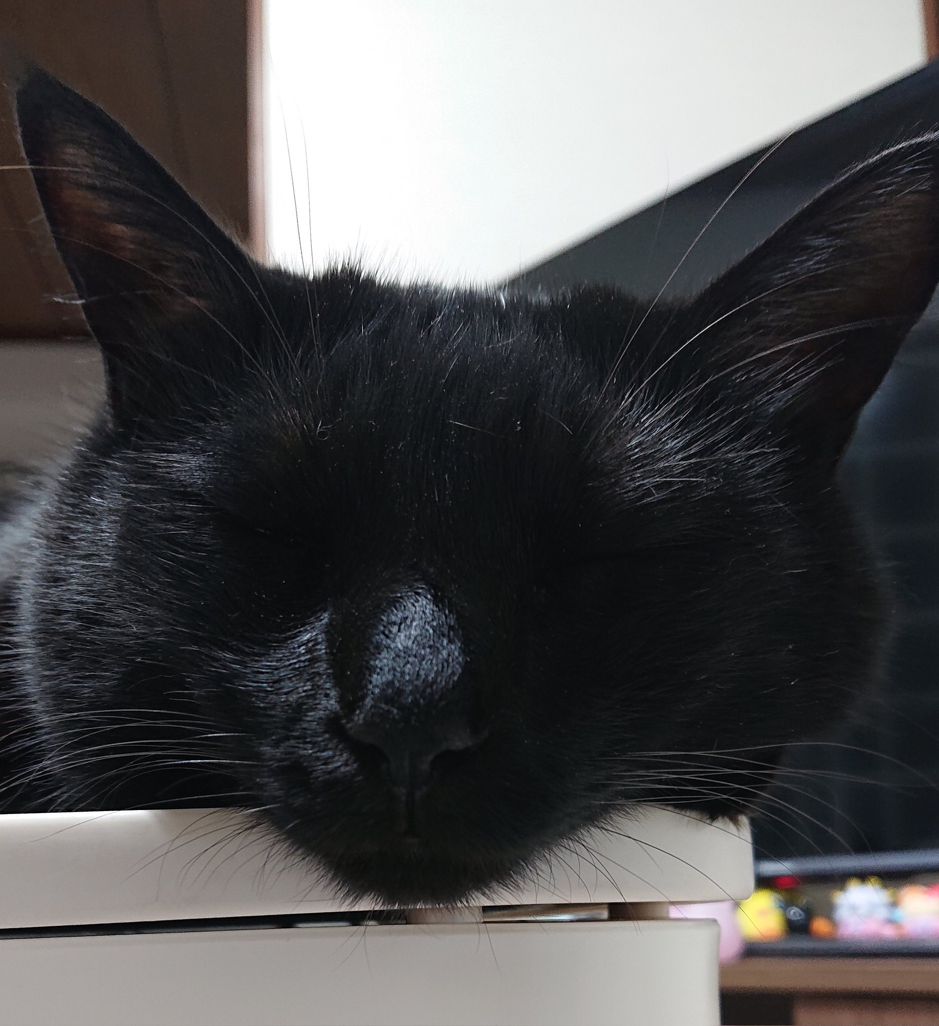 【くろ猫】まとめ2点 あご乗せ。#黒猫つくねちゃん #Tsukune_chan #猫 #黒猫 #保護猫