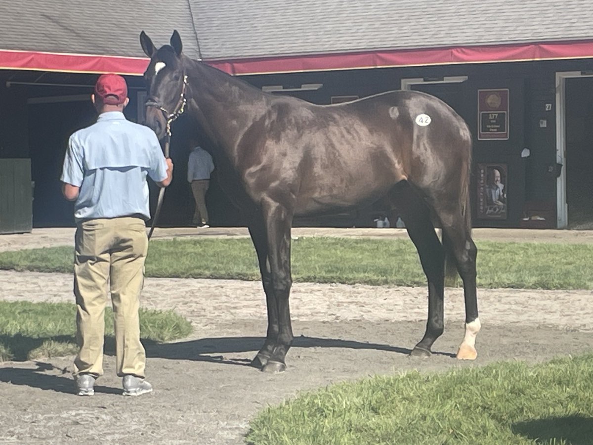 Nicole Russo (@drfrusso) on Twitter photo Hip 42, a big Not This Time colt, classy while waiting his turn to show. O/O SW Ava’s Kitten, full to Arlington Million winner Real Solution. #FasigTipton Hip 42, a big Not This Time colt, classy while waiting his turn to show. O/O SW Ava’s Kitten, full to Arlington Million winner Real Solution. #FasigTipton