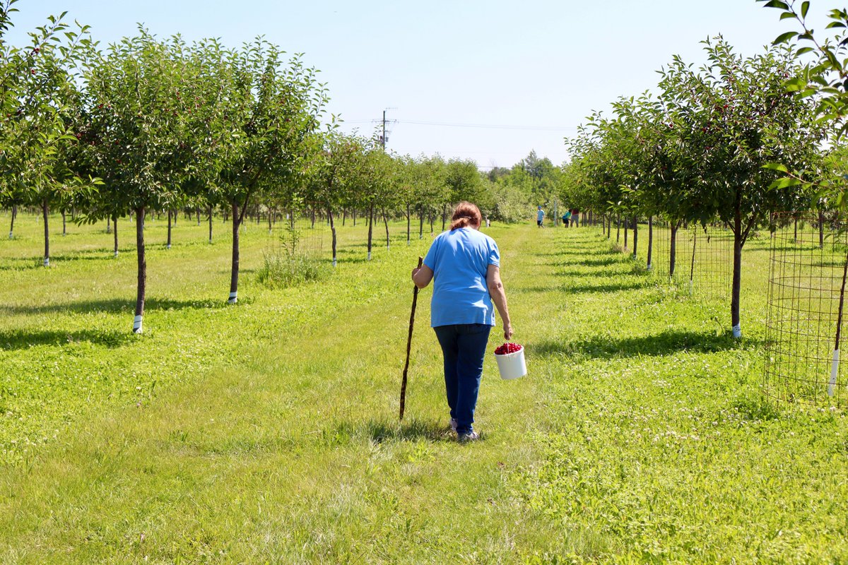 Olivia Herken (@oherken) on Twitter photo I spent a day in Door County cherry orchards last week to learn more about the area's history with the fruit.
And while the industry has changed a lot over the years, family farms & dedicated visitors are keeping cherries part of Door County's identity.
(link to story below!) I spent a day in Door County cherry orchards last week to learn more about the area's history with the fruit.
And while the industry has changed a lot over the years, family farms & dedicated visitors are keeping cherries part of Door County's identity.
(link to story below!)