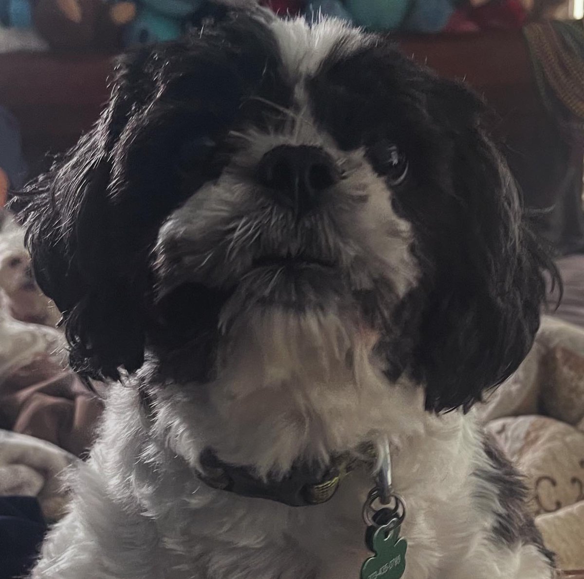 scrnwriterchic's tweet image. vibed w/Tyler, talked about film; lunch with Marcus and talked about what we do and do not deserve in life; visited by geese, Atlas showed off, Craig groomed the pups; I can see Gatsby’s face again! Helped get some things ready for Elijah and church, and more. whew #weekendrecap