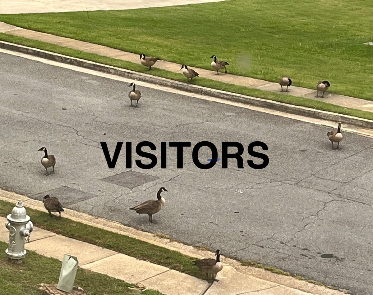 scrnwriterchic's tweet image. vibed w/Tyler, talked about film; lunch with Marcus and talked about what we do and do not deserve in life; visited by geese, Atlas showed off, Craig groomed the pups; I can see Gatsby’s face again! Helped get some things ready for Elijah and church, and more. whew #weekendrecap