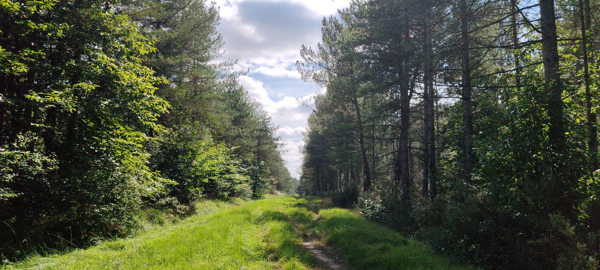 Rien de tel qu'un footing en forêt