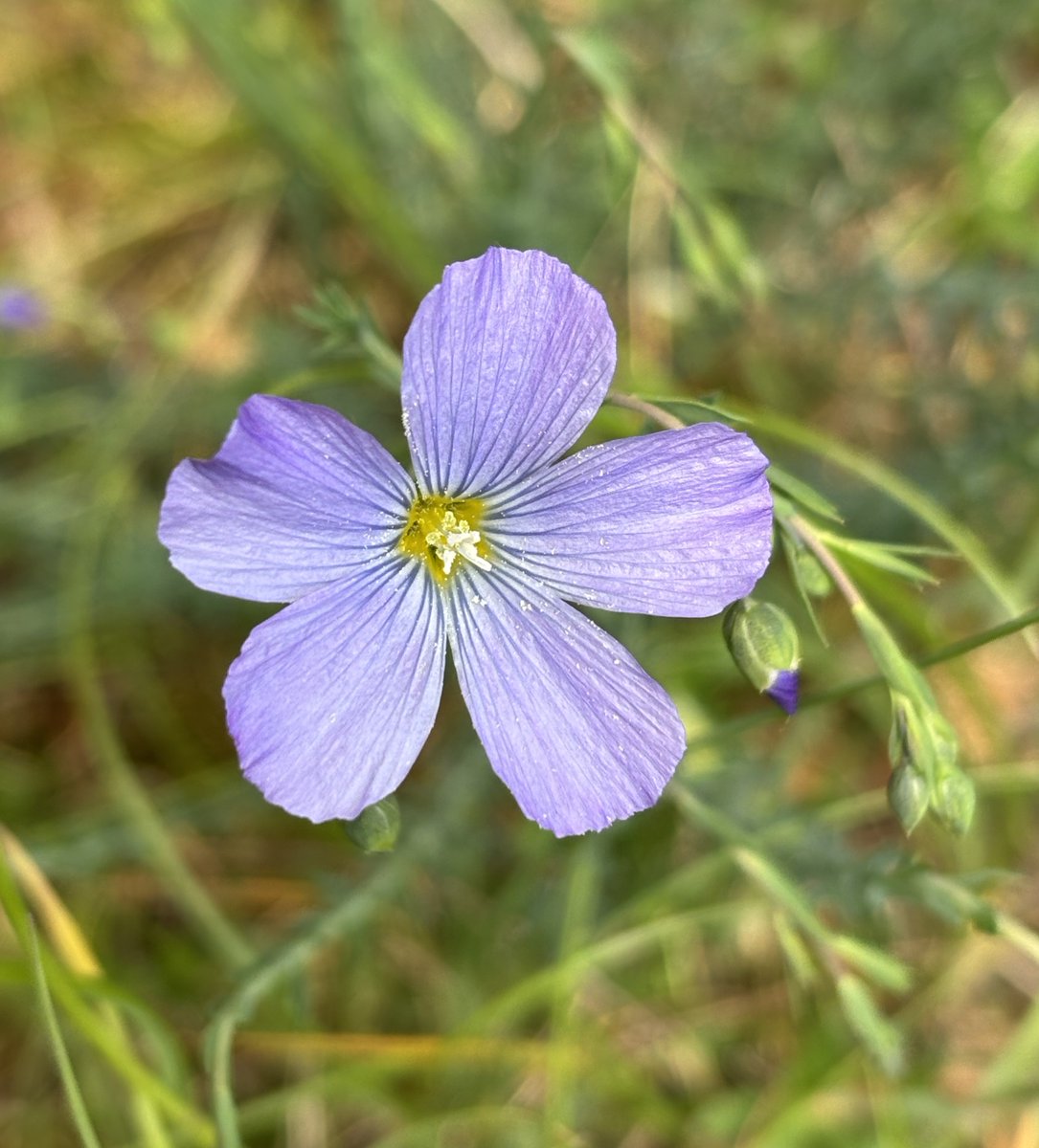 A single blue flower, Linum perenne, the Perennial or Blue Flax wildflower
#BlueFlax #BlueFlowers #BlueMonday #wildflowers