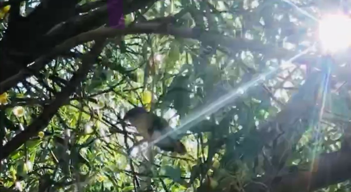 Happy New Week 💫

Sun in Leo ♌️ 
Moon in Sagittarius ♐️ ( now)

#Hummingbird
#Bird