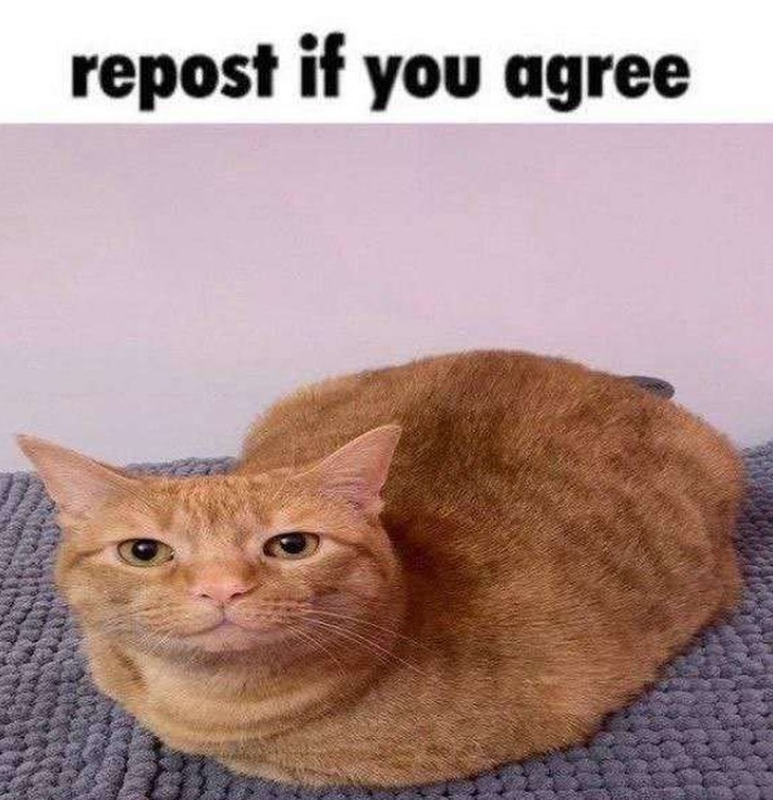 Shitpost 2077 (@shitpost_2077) on Twitter photo 