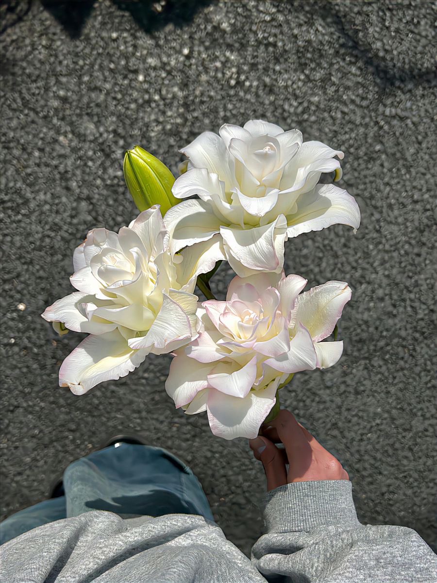 Lily ✮⋆˙ tweet media