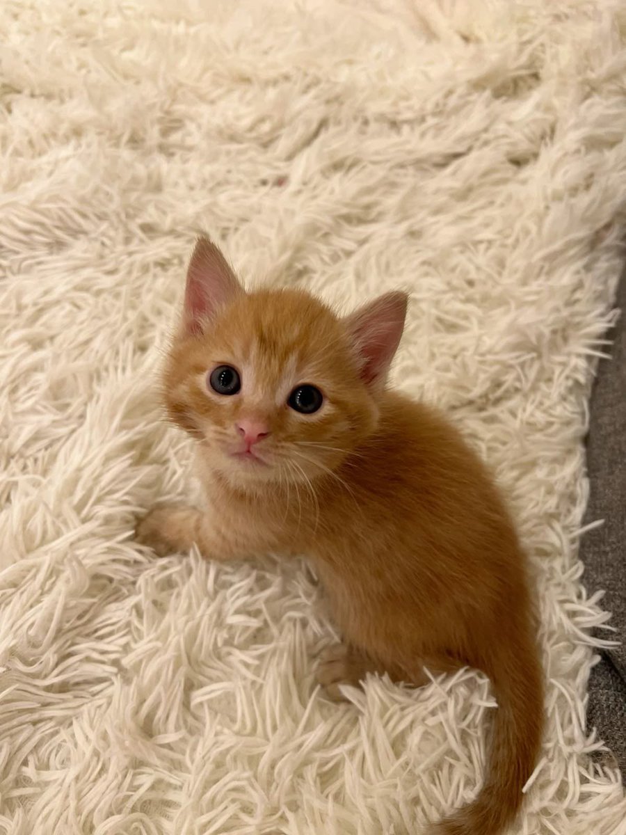 Случайно как-то вышла, но в моей квартире появился новый житель.. случайно…