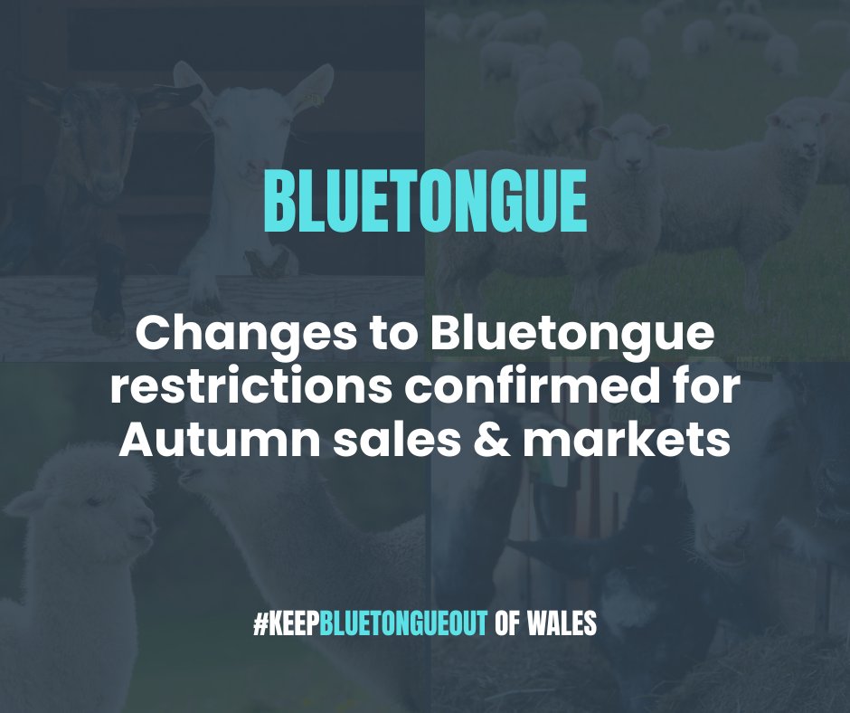 Bluetongue update.

From 18 August, vaccinated Welsh livestock can attend English markets within 20km of the border (including Hereford, Ludlow, Oswestry &amp; Shrewsbury). 

Same-day movement only.

Read more 👇

gov.wales/changes-blueto…

#KeepBluetongueOut of Wales