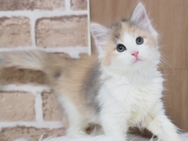 千代田 新商品ねこちゃん型 HP-C28BT Bluetooth対応 完全ワイヤレスイヤホン NEKO 猫
