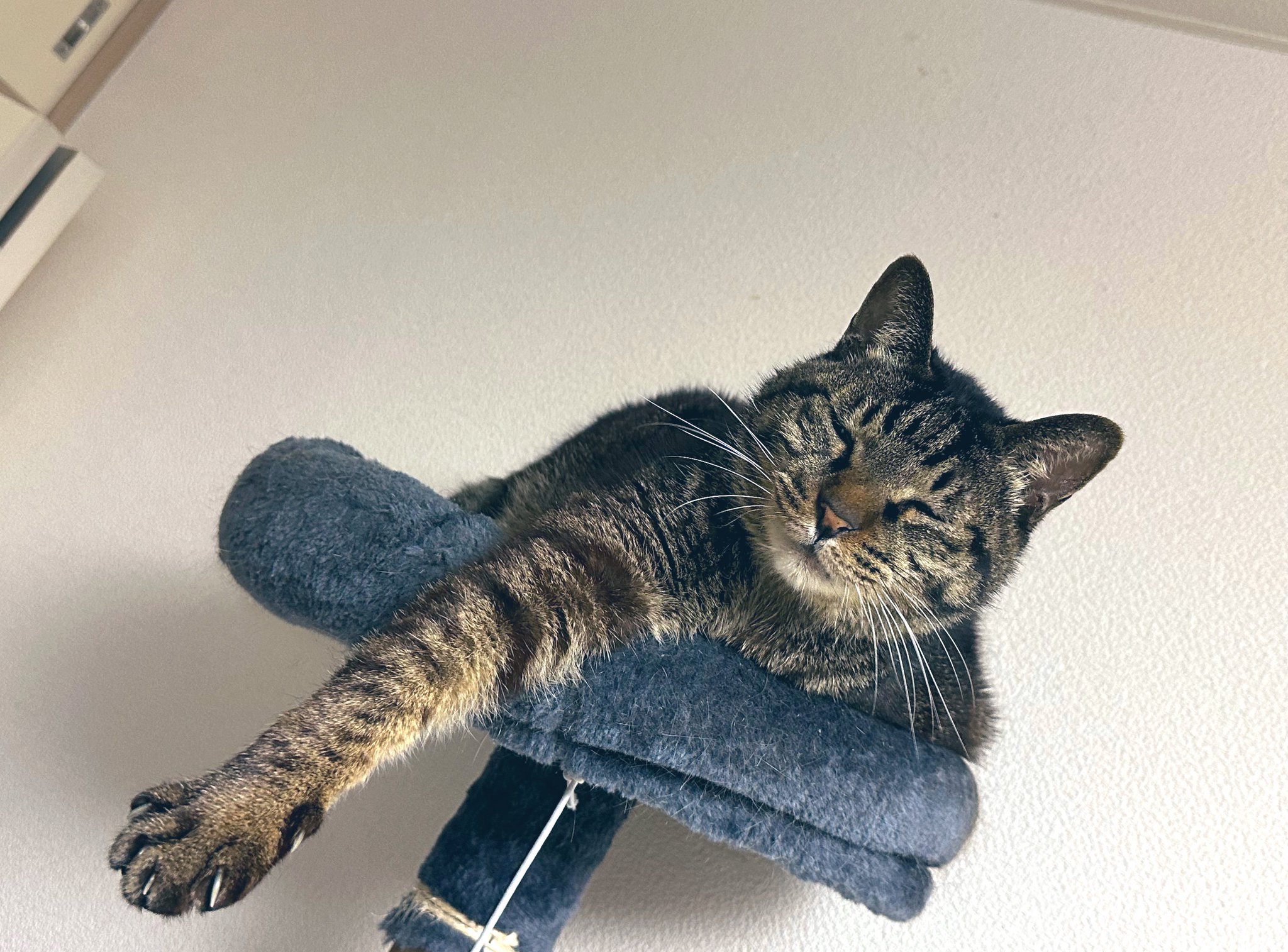 駆け降りる猫 るか on X: 