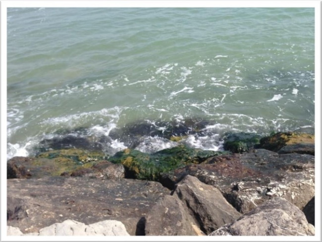 ArpaMarche's tweet photo. #Microalga tossica #Ostreopsis_ovata: 🚨⚠️ livello di #emergenza a #Ancona_Passetto e #Ancona_Pietralacroce. Possibili disturbi respiratori da contatto con l’acqua o inalazione dell'aerosol in battigia. In soggetti a rischio anche febbre, nausea, vomito e dermatiti da contatto. https://t.co/D1gQyRHEZk