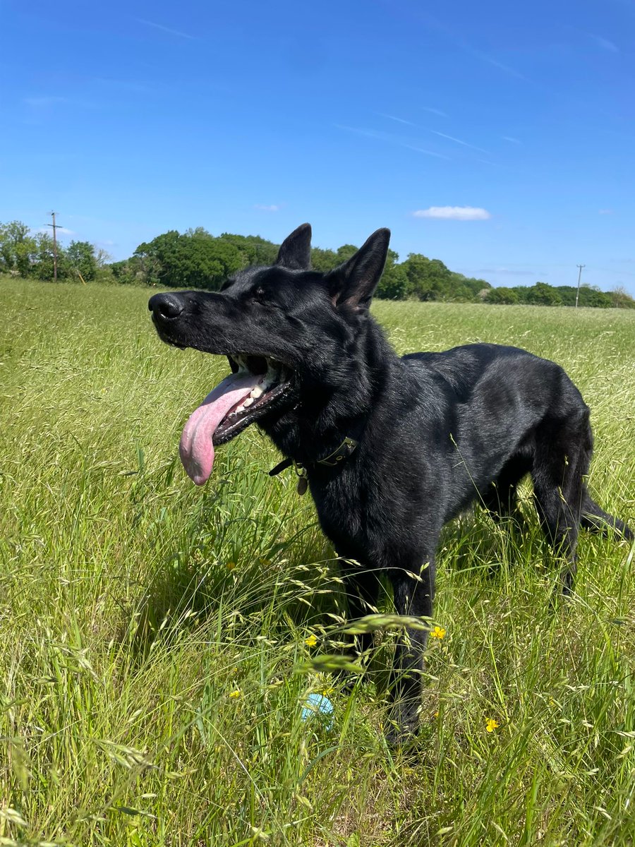 After a motorbike was stolen during a robbery involving a hammer it was pursued last night before the 2 occupants fled on foot into woodland. Up stepped new boy PD Kilo who carried out his own pursuit through thick undergrowth locating both suspects #OpGears #Notsobignow 👏 🏍️
