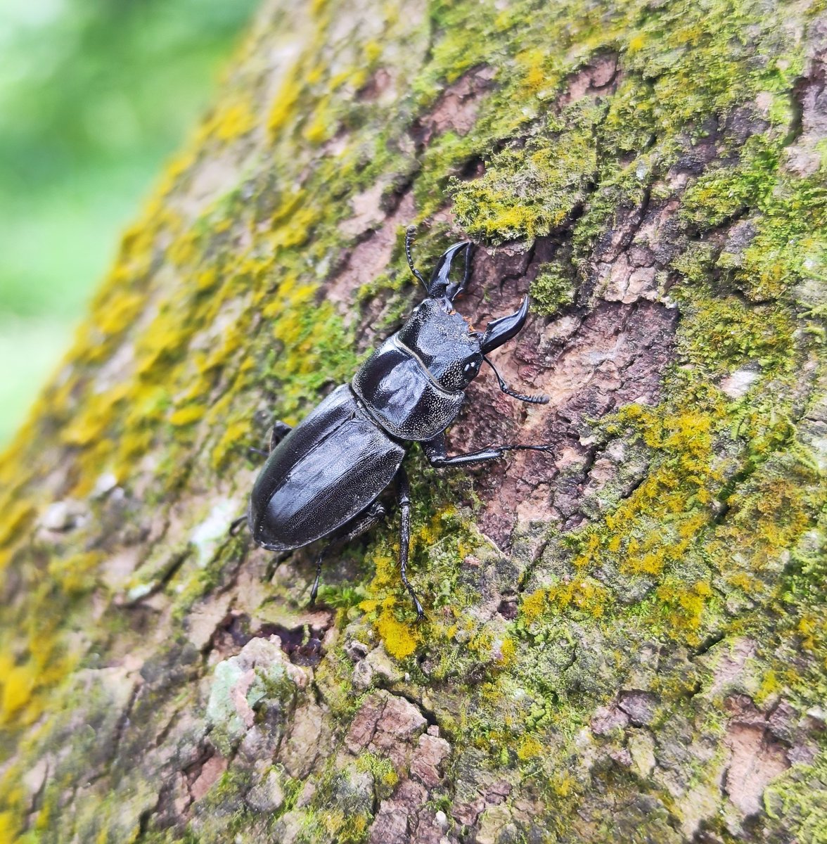 野生のタイワンヒラタクワガタ 台灣扁鍬形蟲 (Dorcus titanus sika) 台湾旅行中に日月潭の湖畔をサイクリング中に発見しました。

#クワガタ #ムシキング #昆虫 #昆虫写真