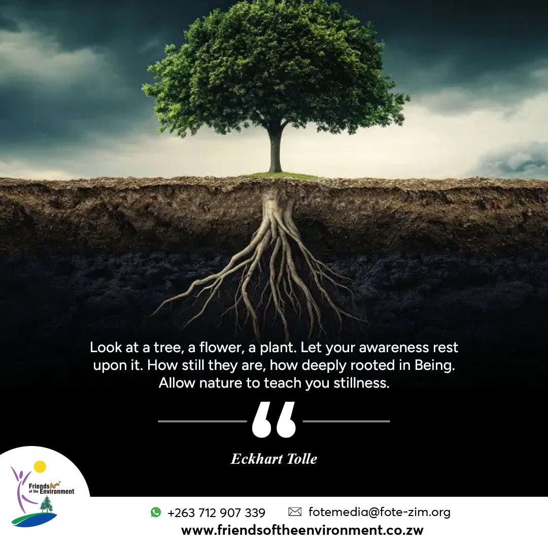 Friends of the Environment (@fote_zim) on Twitter photo Motivational Monday
#PlantATreeToday
#EcosystemRestoration
#BuildingCommunitiesTogether
<a href="/EMAeep/">E.M.A</a>
<a href="/ForestryComm/">Forestry Commission</a>
<a href="/WWFZimEarthHour/">WWF Zim Earth Hour</a> Motivational Monday
#PlantATreeToday
#EcosystemRestoration
#BuildingCommunitiesTogether
<a href="/EMAeep/">E.M.A</a>
<a href="/ForestryComm/">Forestry Commission</a>
<a href="/WWFZimEarthHour/">WWF Zim Earth Hour</a>