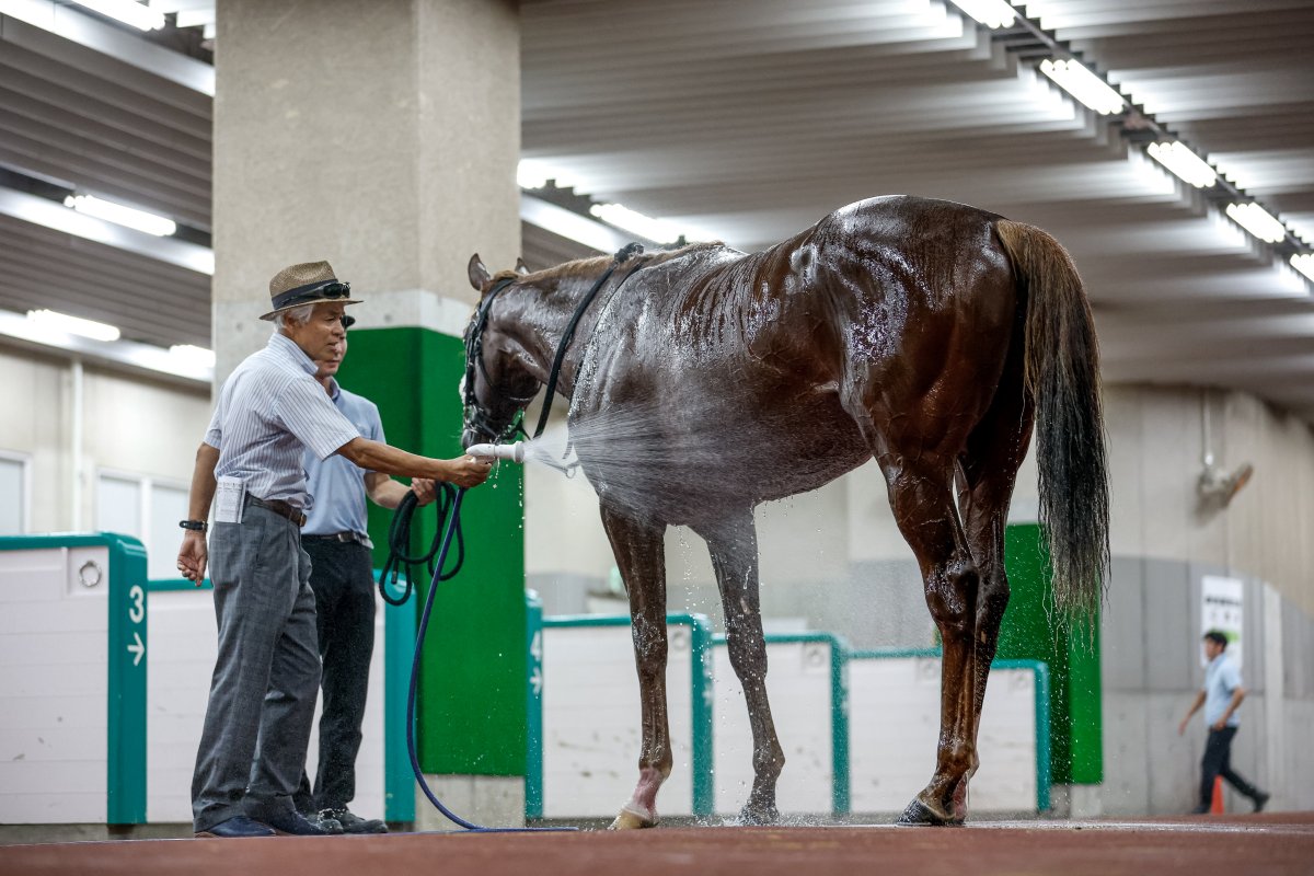 netkeiba's tweet image. 【日曜新潟4R 2歳新馬(芝1600)】
#プロメサアルムンド
#クリストフ・ルメール
#国枝栄
父モーリス
母アーモンドアイ
db.sp.netkeiba.com/horse/20231068…
撮影：下野雄規