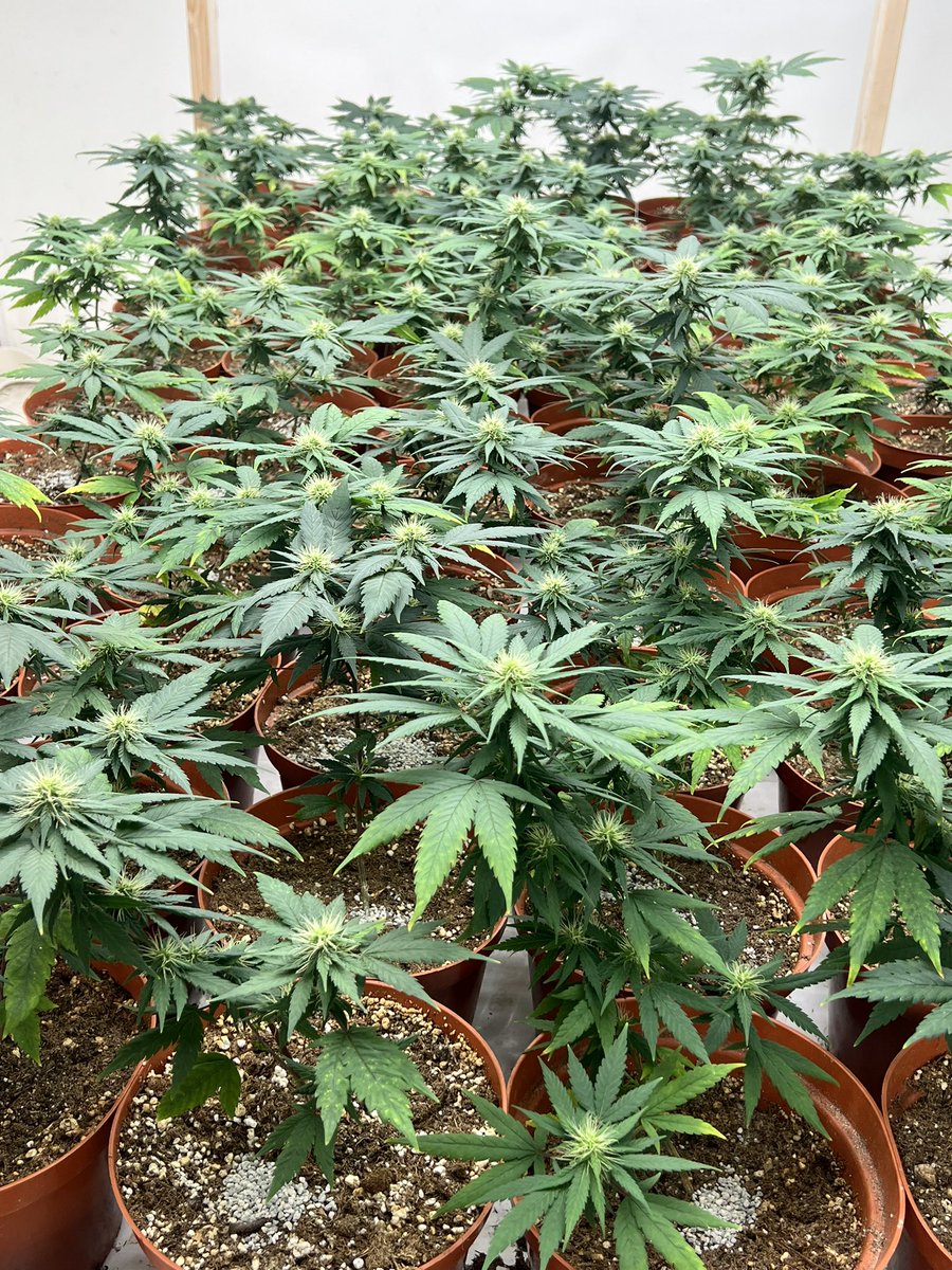 cat grows (@blazed_catt) on Twitter photo 😸🪴 
 Look at those little plants go! 😸🪴 
 Look at those little plants go!