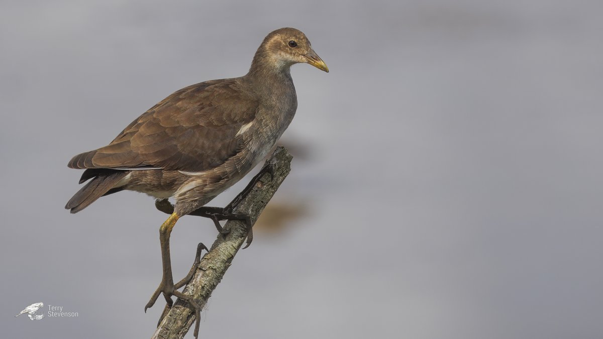 Terry Stevenson (@chulavista21) on Twitter photo A Juvenile #Moorhen in front of the Robbie Garnet Hide yesterday <a href="/slimbridge_wild/">Slimbridge Sightings</a> #GlosBirds A Juvenile #Moorhen in front of the Robbie Garnet Hide yesterday <a href="/slimbridge_wild/">Slimbridge Sightings</a> #GlosBirds
