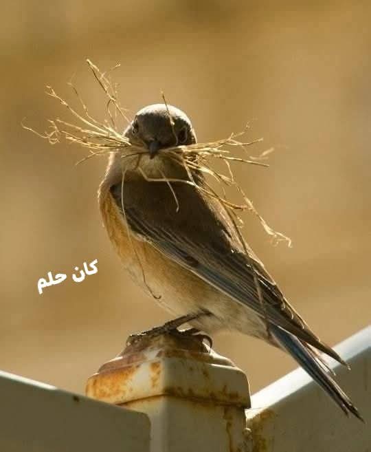 سلام على من فهم دقات القلب
                    فأصاب
سلام على من قرأ لغة العيون
                    فأجاب
 سلام على من حفظ الوعد وصان 
                   الغياب
 سلام على من رأى بابنا مغلقا فطرق 
            علينا ألف باب