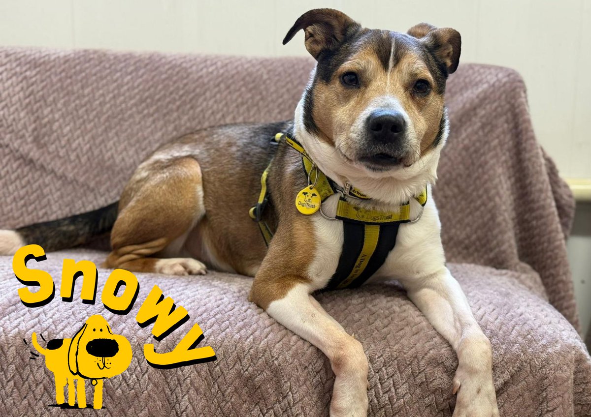 Could you foster or adopt Snowy?🥺💛

We don't know much about Snowy's past, but what we do know is that he loves to snuggle, is a bundle of joy and loves nothing more than playing and sniffing around in the garden until his heart is content!🐾🥰

This happy boy deserves a loving