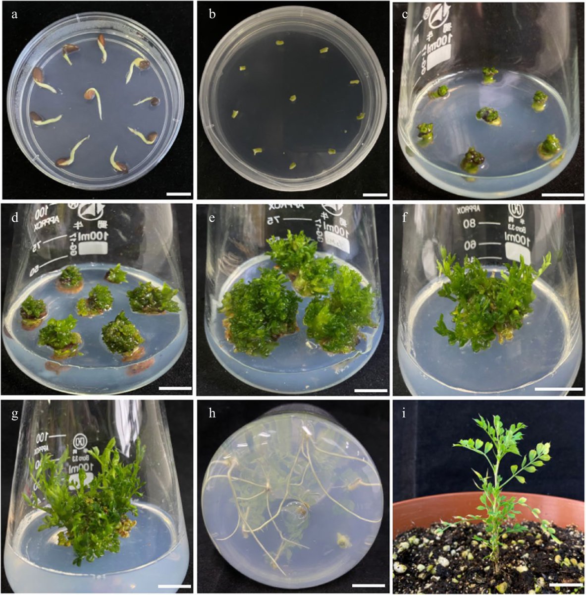 Forestry Research (@forestryres) on Twitter photo #ForestryRes #tolerance #stress #boosts
Caragana korshinskii: Unveiling stress resilience with efficient in vitro regeneration and genetic transformation. 🌱🧬
<a href="/MaximumAcademic/">Maximum Academic</a> <a href="/JAppliedEcology/">Journal of Applied Ecology</a> <a href="/PlantDirectJ/">Plant Direct Journal</a>
Details: maxapress.com/article/doi/10… #ForestryRes #tolerance #stress #boosts
Caragana korshinskii: Unveiling stress resilience with efficient in vitro regeneration and genetic transformation. 🌱🧬
<a href="/MaximumAcademic/">Maximum Academic</a> <a href="/JAppliedEcology/">Journal of Applied Ecology</a> <a href="/PlantDirectJ/">Plant Direct Journal</a>
Details: maxapress.com/article/doi/10…