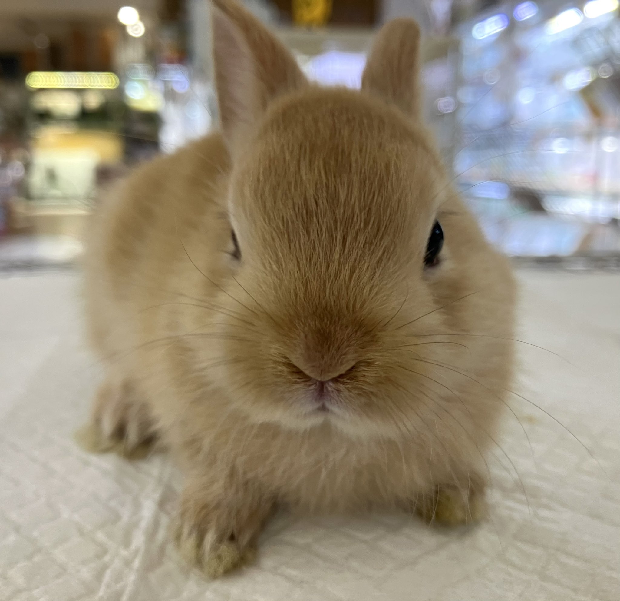 うさぎ。ページ たまにうさぎがのってる・シロクロ / うさぎのミミのみせ