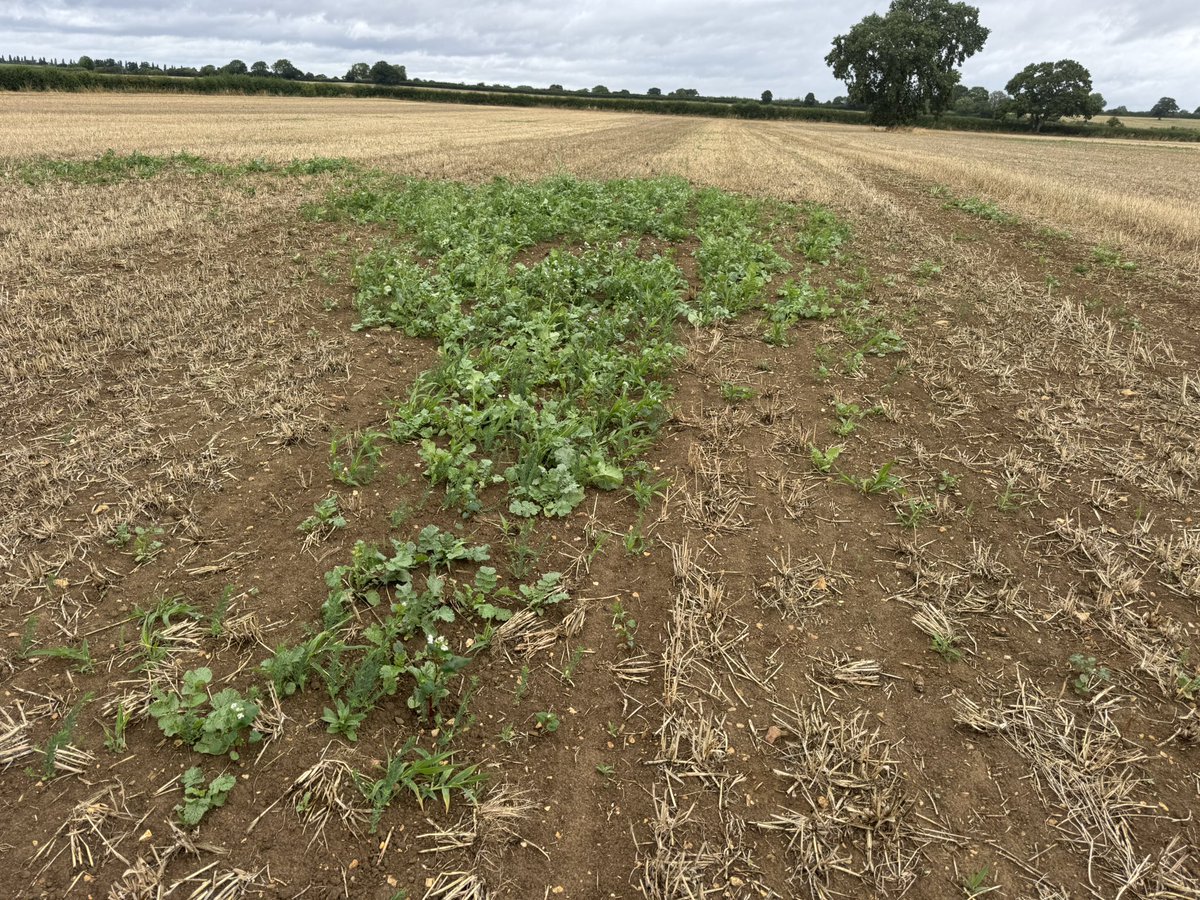 First meaningful rain for six weeks last week. Seeds planted 6 weeks ago finally emerging. Interesting to see the growth where there was a lack of crop and still some moisture