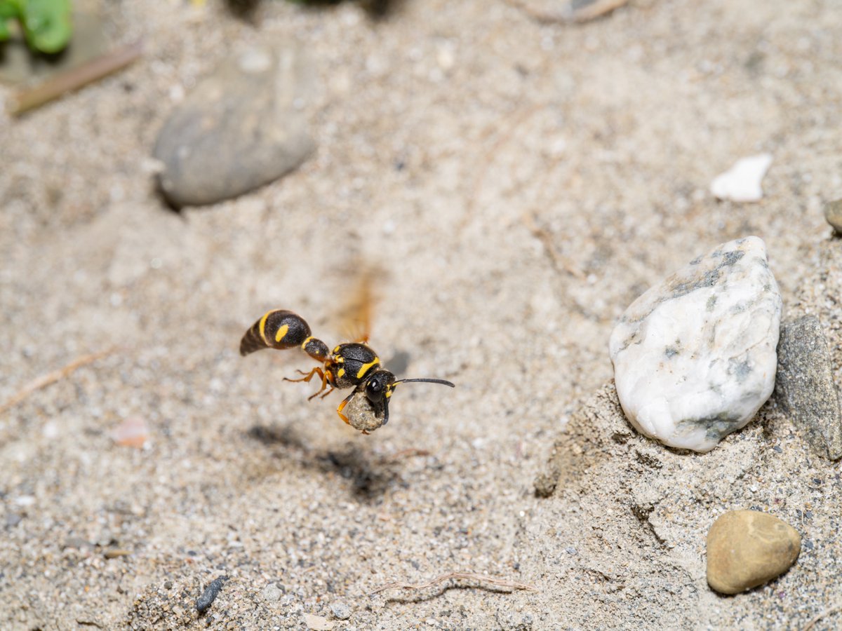 海岸で巣材集めをするドロバチ