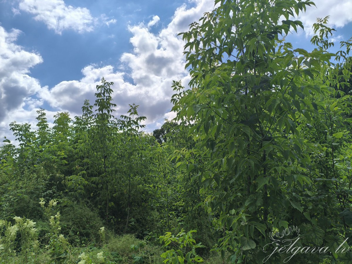 Jelgava (@jelgavalv) on Twitter photo Invazīvā ošlapu kļava izplatās arī Jelgavā; iedzīvotāji aicināti regulāri apsekot īpašumus un ierobežot to izplatību. 
Vairāk: ej.uz/gzvm
#Jelgava Invazīvā ošlapu kļava izplatās arī Jelgavā; iedzīvotāji aicināti regulāri apsekot īpašumus un ierobežot to izplatību. 
Vairāk: ej.uz/gzvm
#Jelgava