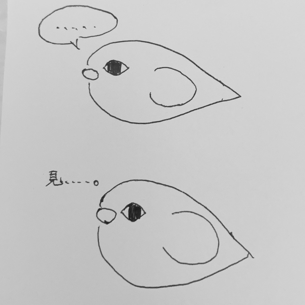 monachan6262's tweet image. もな嬢と初めて会った日の写真が出てきて思い出に浸ってたんですが、
第一印象は「……え…?ネイティ……!?」でした。
こんな見てて不安になってくるフォルムの鳥いるんだとか、精神的になんかあった子なのかな……とか考えてたら2週間後に家族になってました……