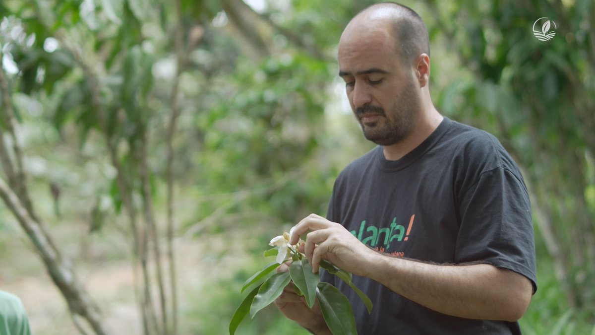 En nuestro más reciente programa conversamos sobre la Magnolia acunae, una peculiar flor que se conserva en los alrededores de Topes de Collantes. 
Sigue hilo 👇🏽