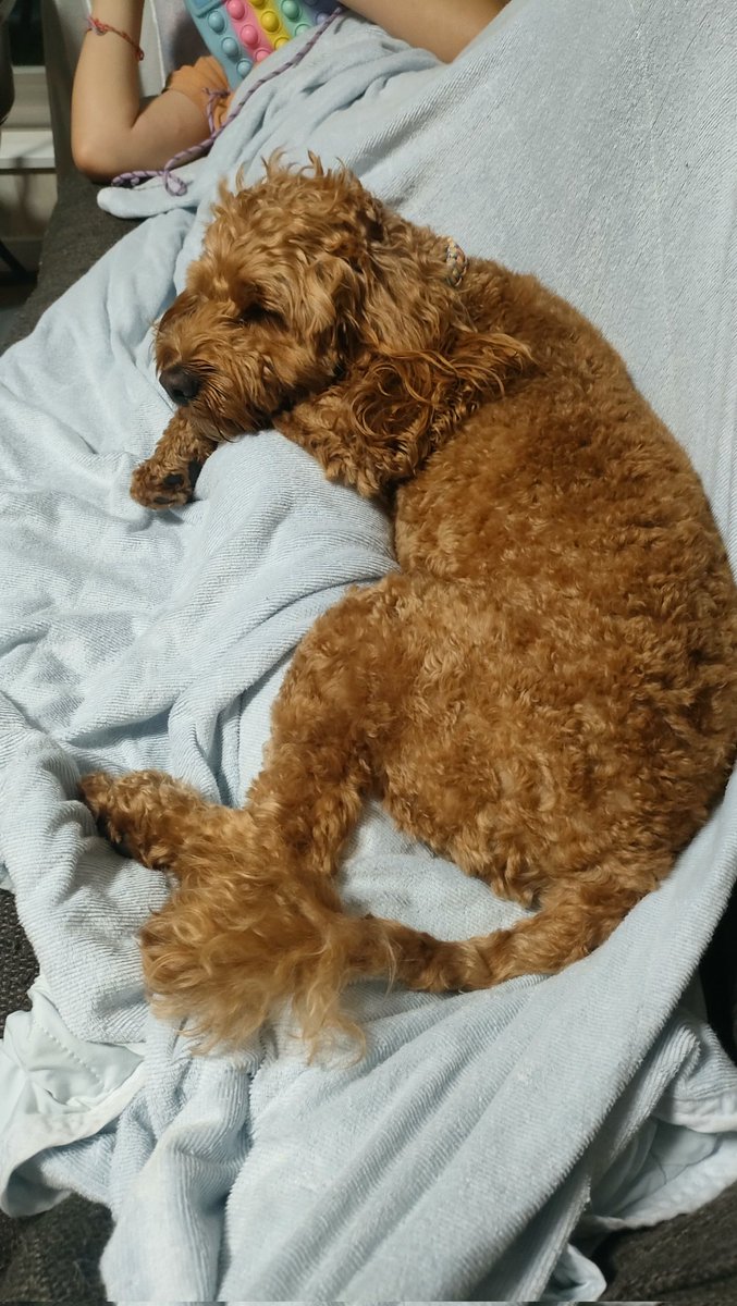Waffle_Cockapoo's tweet image. 犬と対面したとき何と声かけますか？
私は「おいしい！おいしいワンワンだねぇ！！！」です。
#コッカプー
#犬との生活