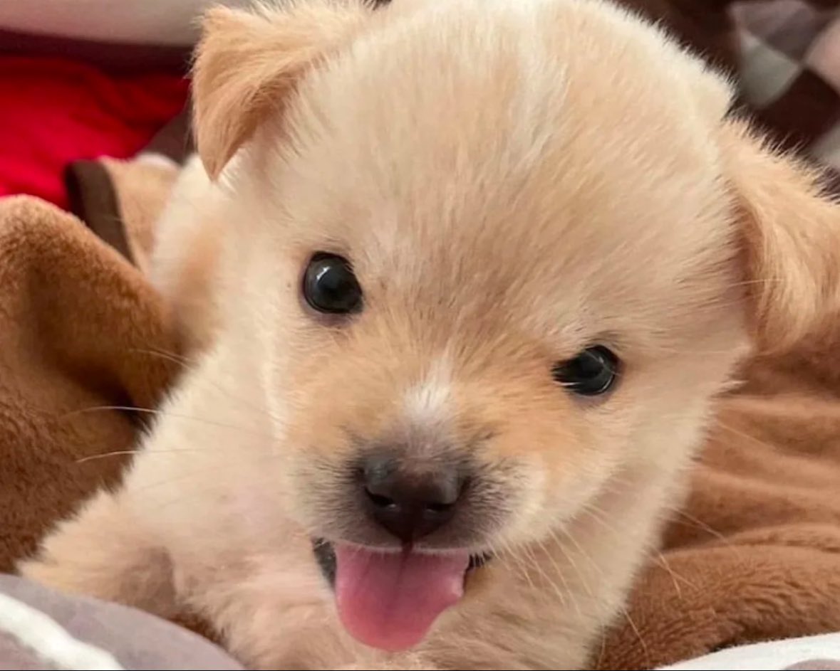 계략을 꾸미는 멍우성같은대