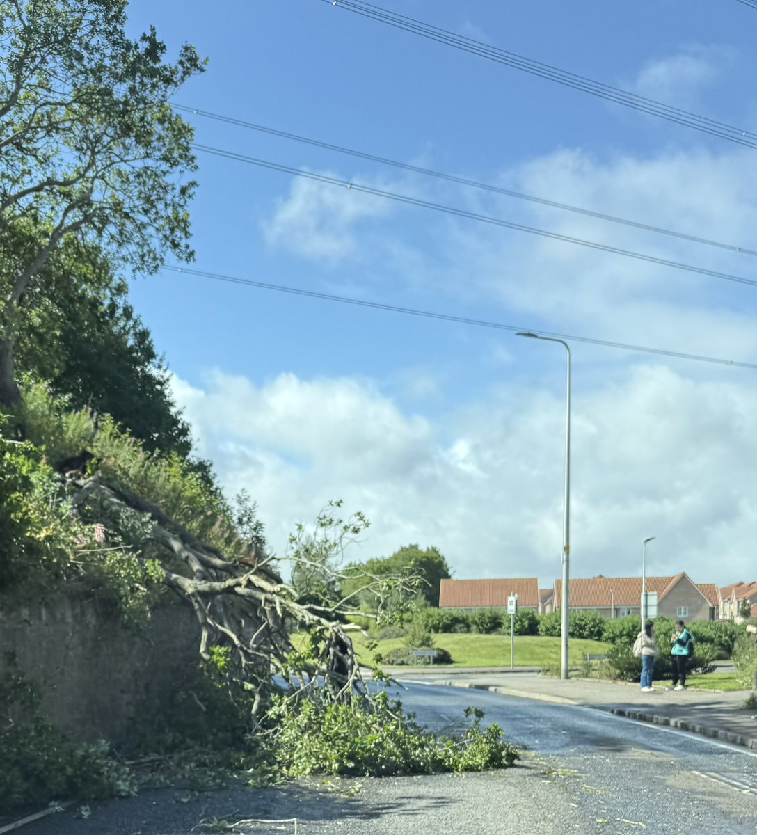 LDS_uk's tweet photo. ⚠️Caution 🌲
Tree down on bend at Newhails Rd entering Newcraighall.

#drivesafe #planahead #stormfloris https://t.co/ioRo0qmm7F