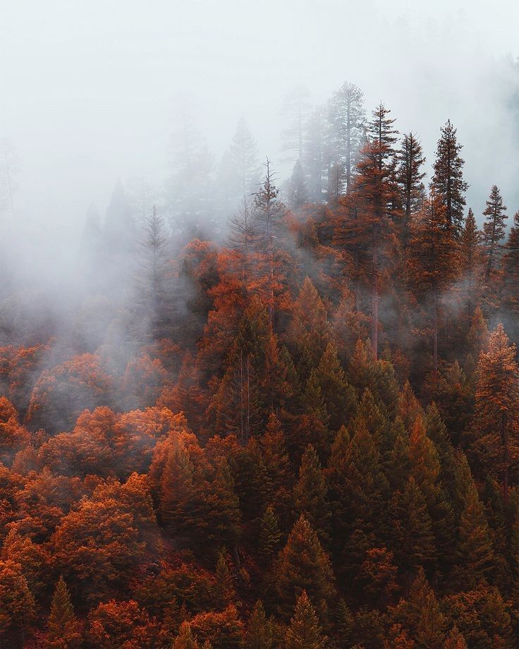 talya9646171863's tweet photo. Misty autumn 🍂 https://t.co/iWlHFf1zXE