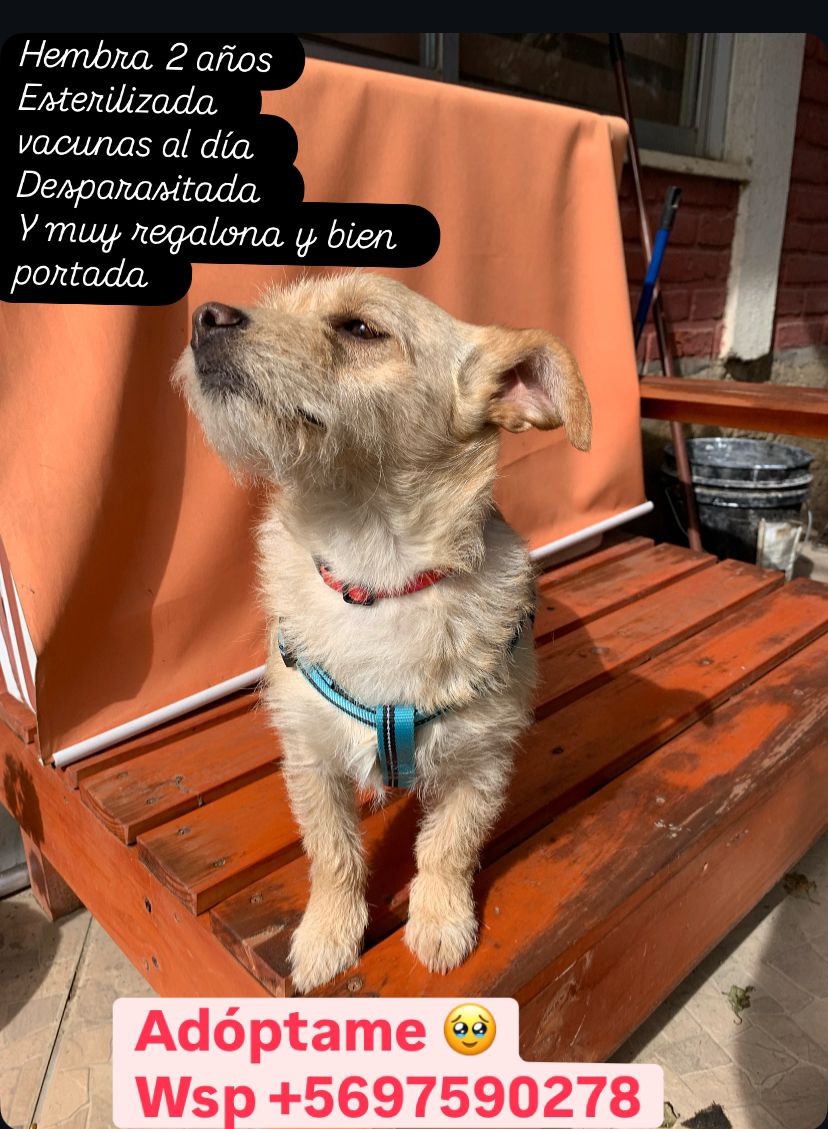 En Adopcion es raza pequeña , rescatada en Valparaiso, tiene 2 años, 
Esta esterilizada
Vacunada 
Esterilizada 
Súper bien portada ☺️ Ayuda a RT contacto +56 9 9759 0278