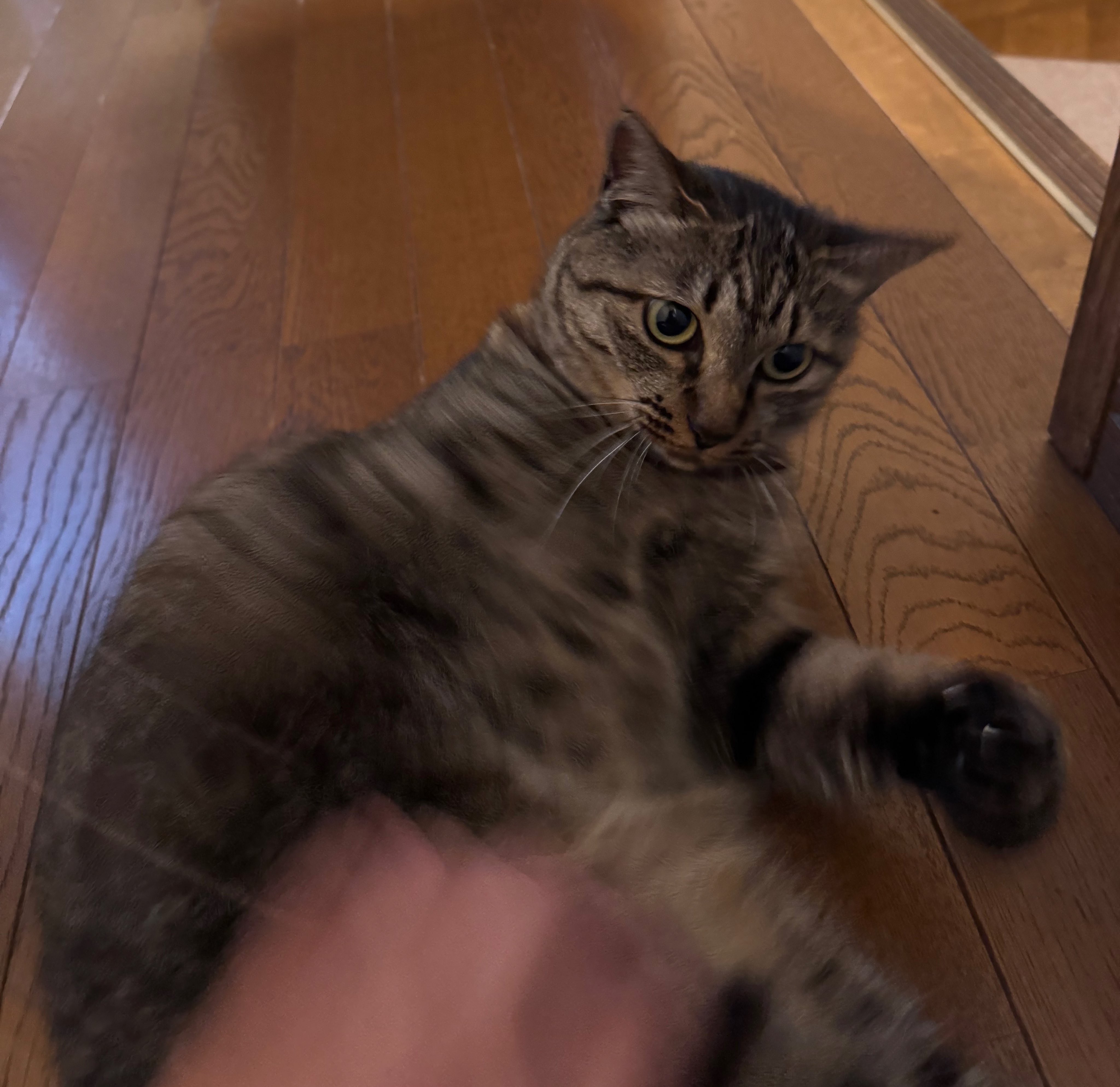 ねこしゃもじ 23区 6113582 しゃもじかぜ on X: 