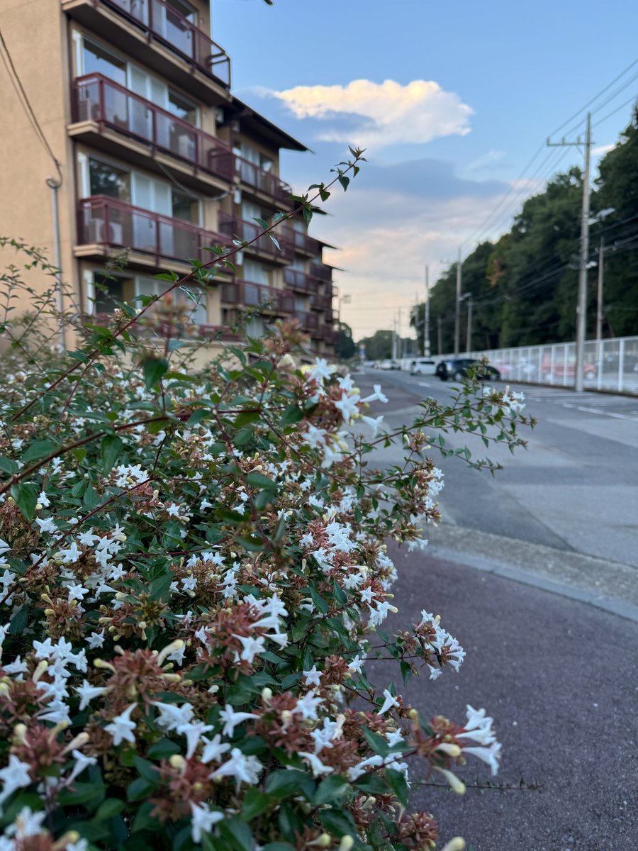 暑い日が続いています。40℃は医学的にもはや命に関わる暑さです。実際、救命救急センターには重症の熱中症の方が何人も運ばれてきています。もやは一種の災害としてみなさま各自「身を守る行動」を心掛けてください。真っ赤な地図とツクバネウツギの白さが目に染みます。